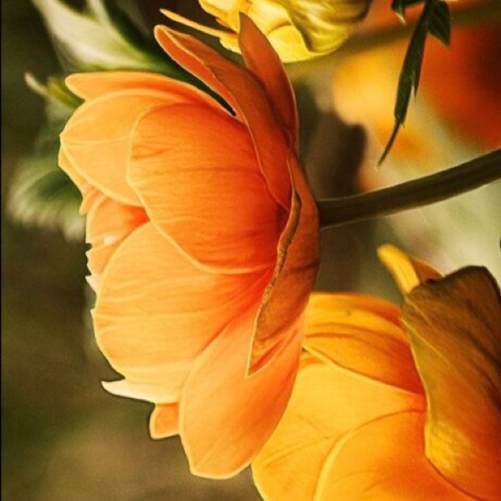 Meet your Posher, Haley